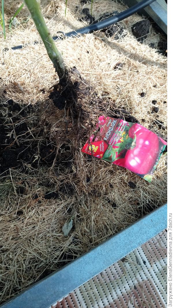 Корневая система