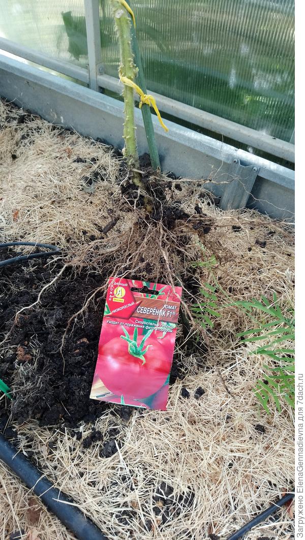 Корневая система