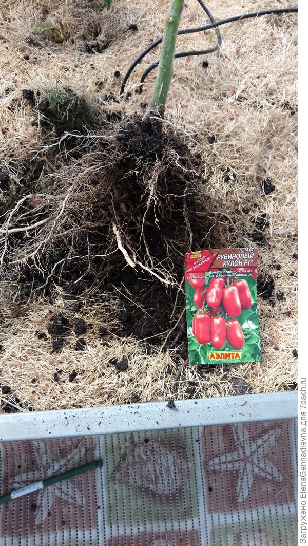 Корневая система