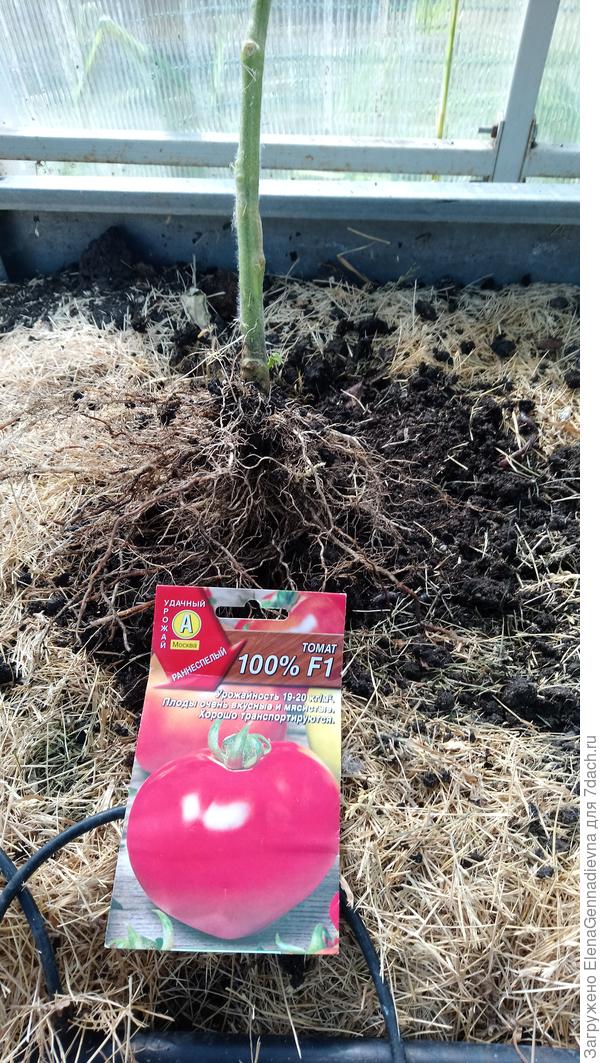 Корневая система