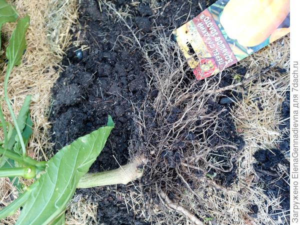 Корневая система