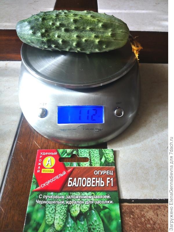 Первый плод