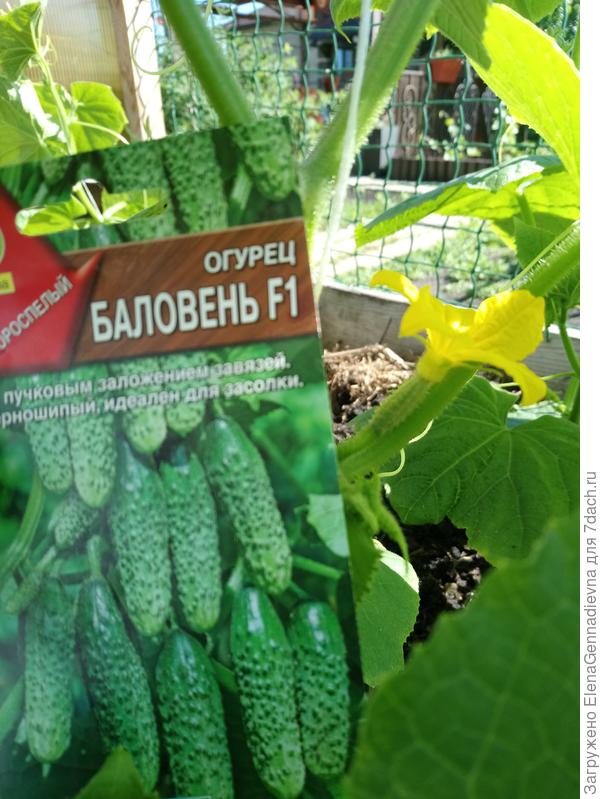 Первые завязи