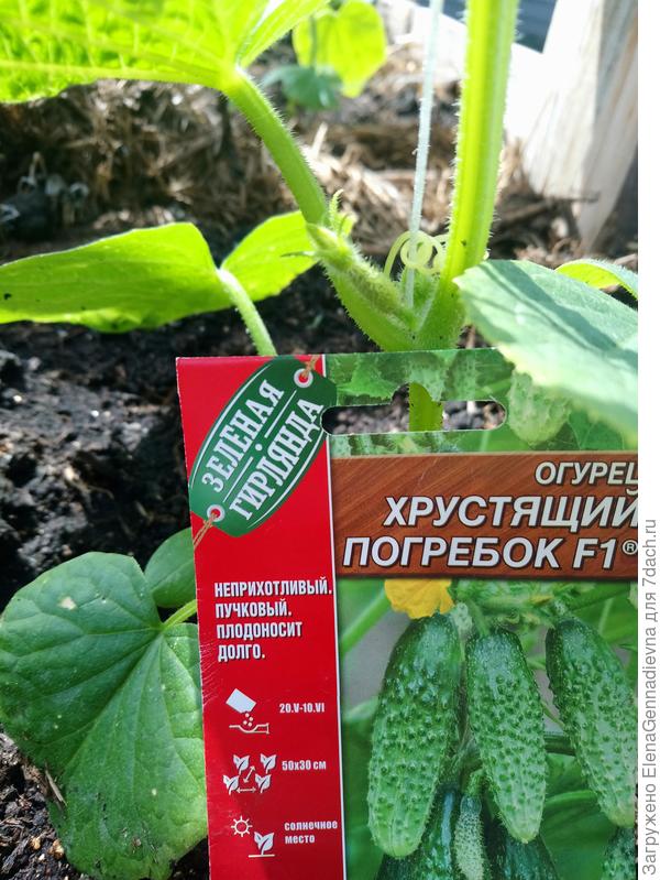 Первая завязь