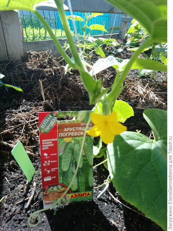 Первая завязь