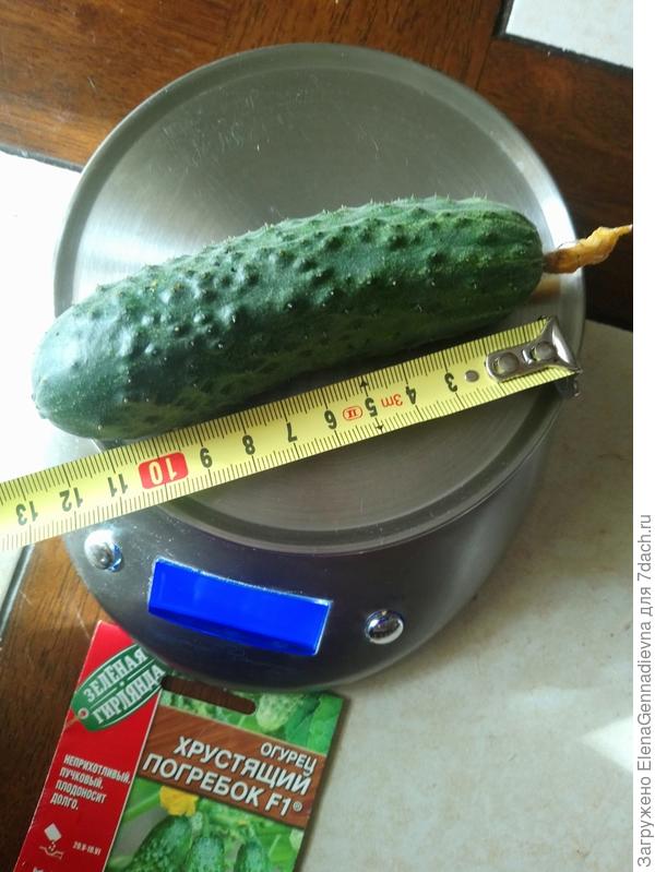 Первый плод