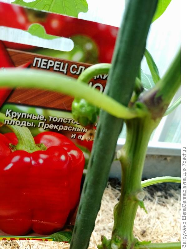 Первые цветы
