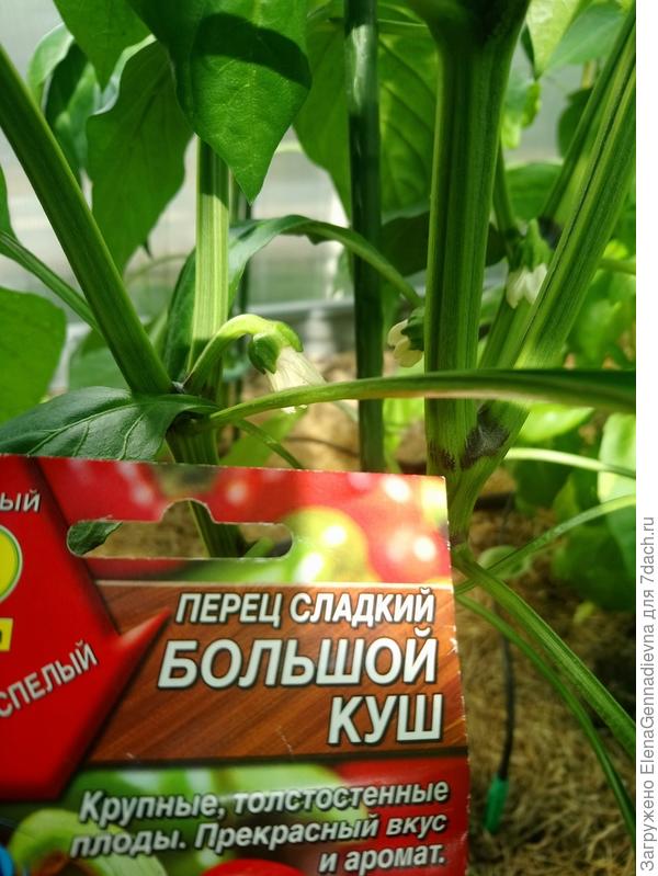 Первый цвет