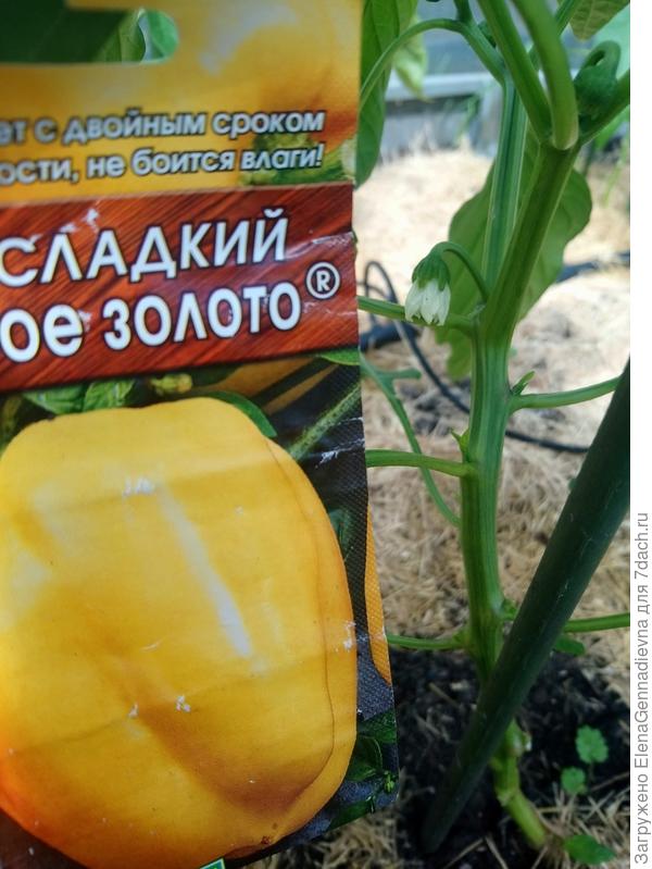 Первый цвет