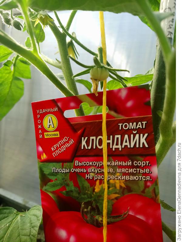 Первая завязь