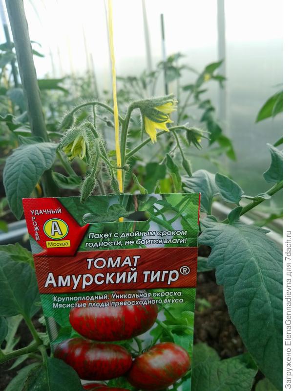 Первый цвет