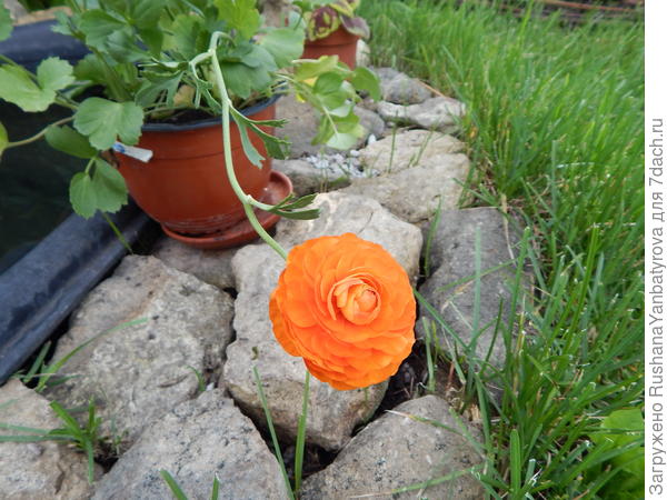 Жанна! К сожалению, у меня оказалось всего два фото ранункулюсов.