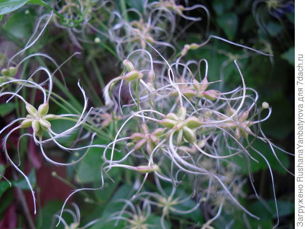 Семена клематиса