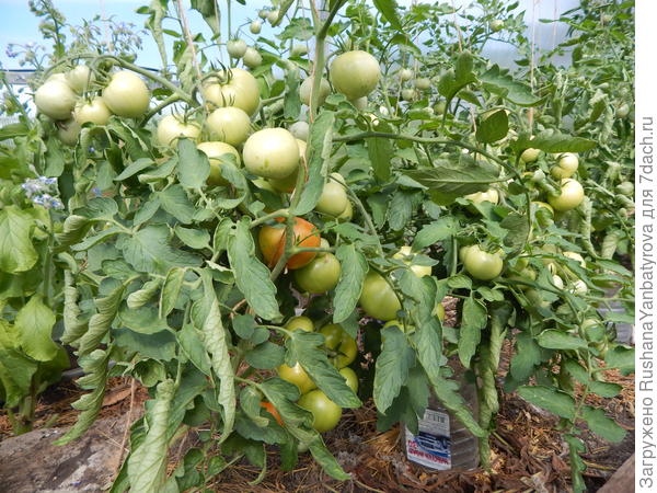Томаты &amp;quot;Катюша F1&amp;quot;