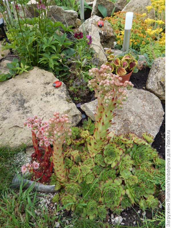 Божьи коровки на горке.