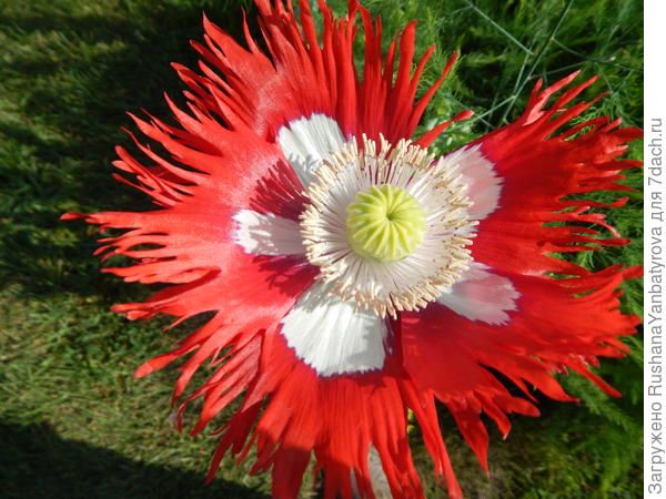 Мак однолетний &amp;quot;Датский флаг&amp;quot;