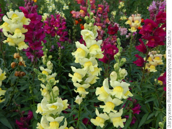 Яркий ковер львиного зева.