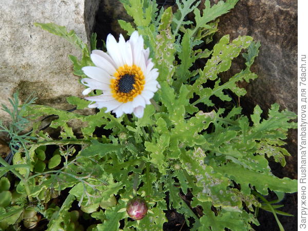 А это, по-моему, арктотис.