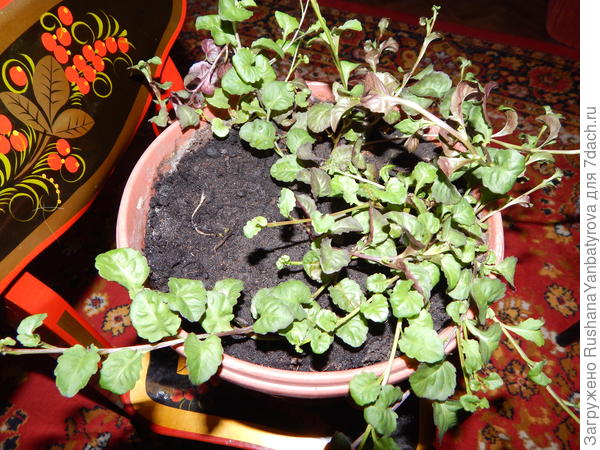 Лобелия &quot;осеннего созыва&quot;.