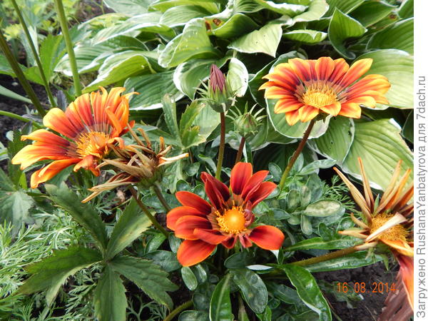 Гацания &quot;Муза&quot;