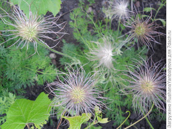 Семенные шапочки прострела.