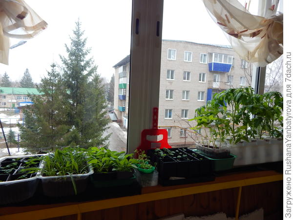 В тесноте, да не в обиде ждет своего часа на балконе рассада.