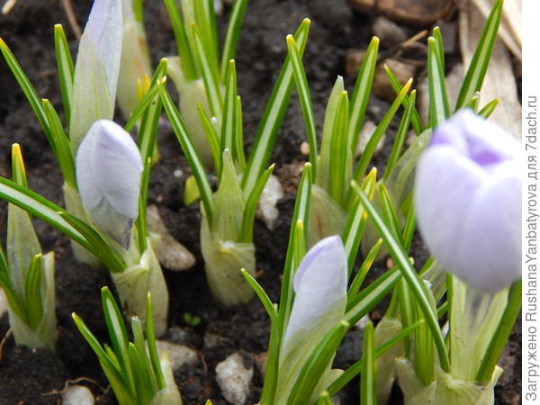 27 апреля.Крокусы зацвели.