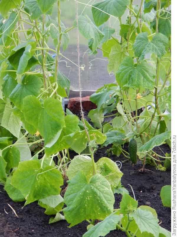 У меня подрос один огурчик