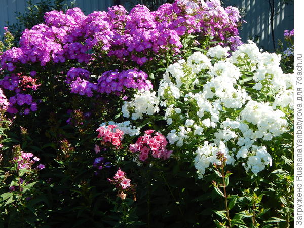 Флоксы: буйство цвета и аромата!