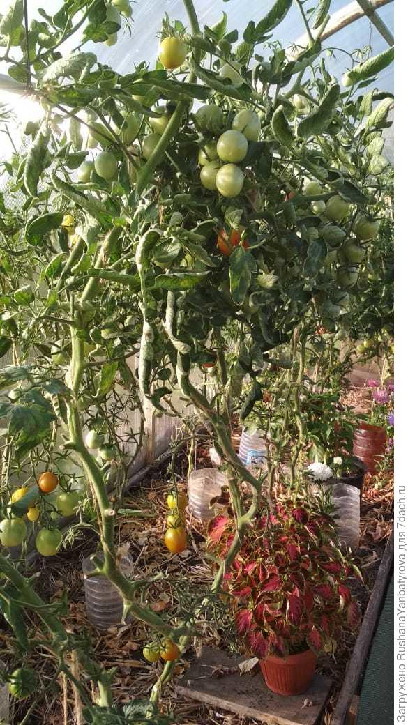 томаты еще есть