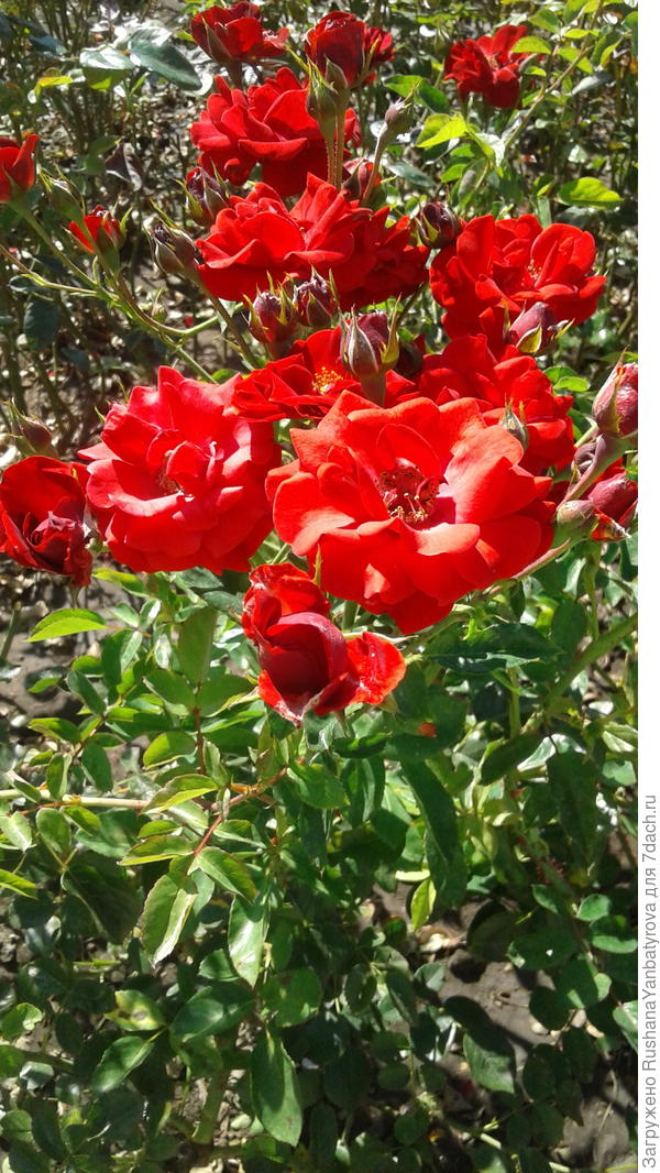 а в подарок розы Северного Кавказа!