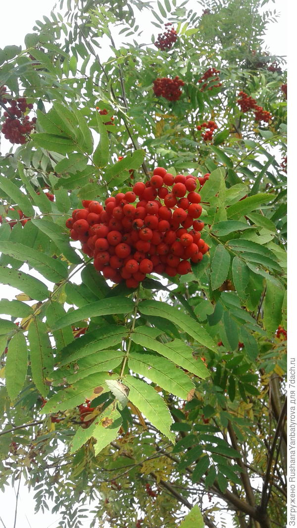 мой всем подарок для солнечного настроения!