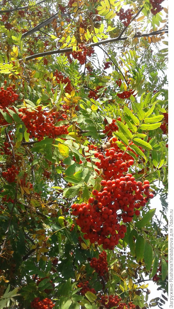 богатая нынче рябина!