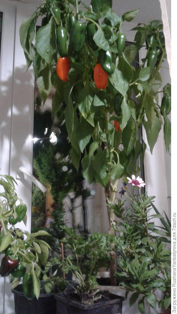 огород на окне.