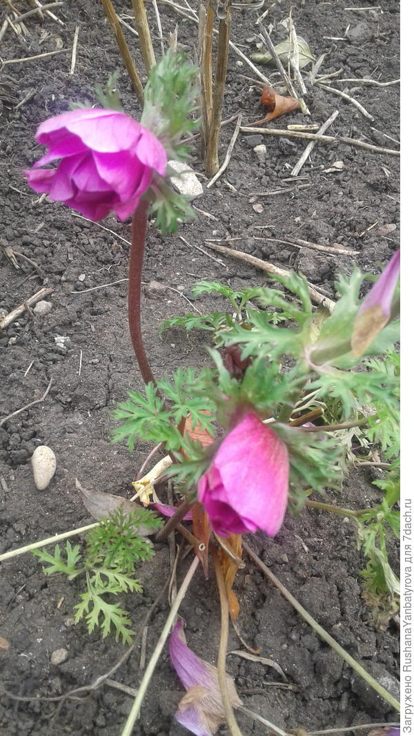 а это та самая опять расцветает.