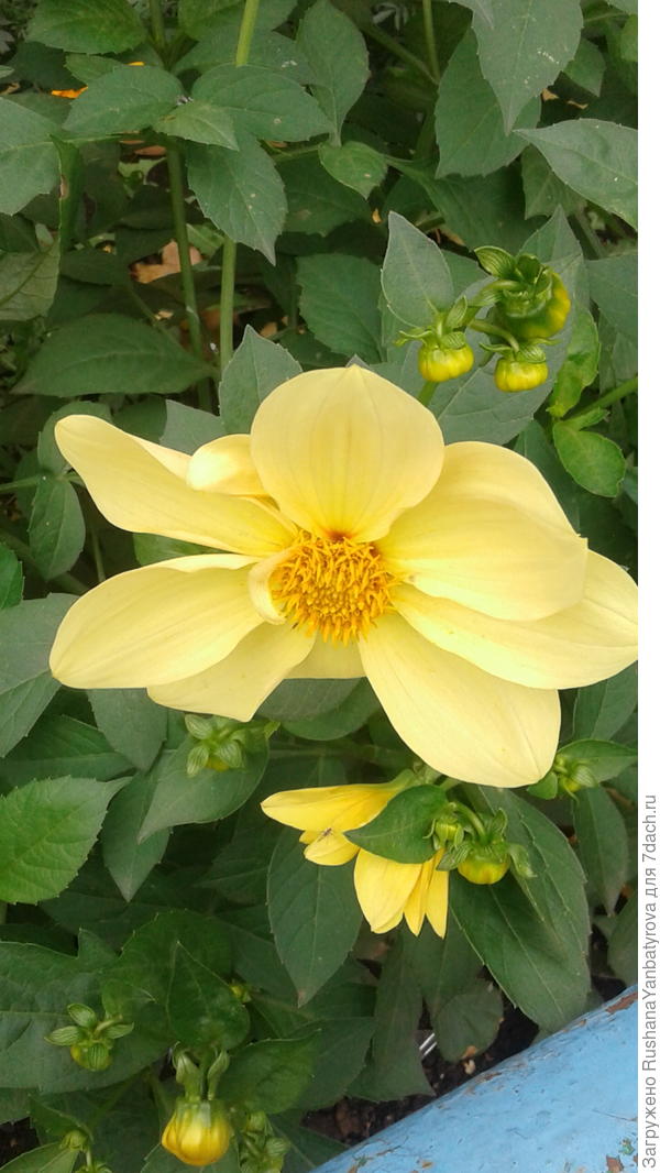 октябрьская георгинка.