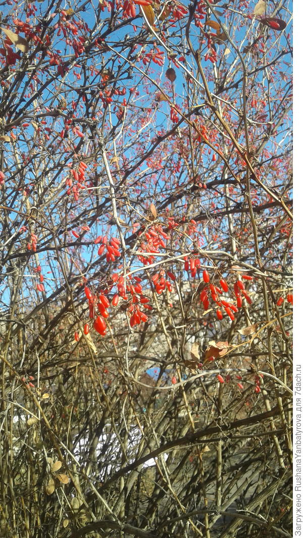 В ноябре,в ноябре барбариски во дворе!