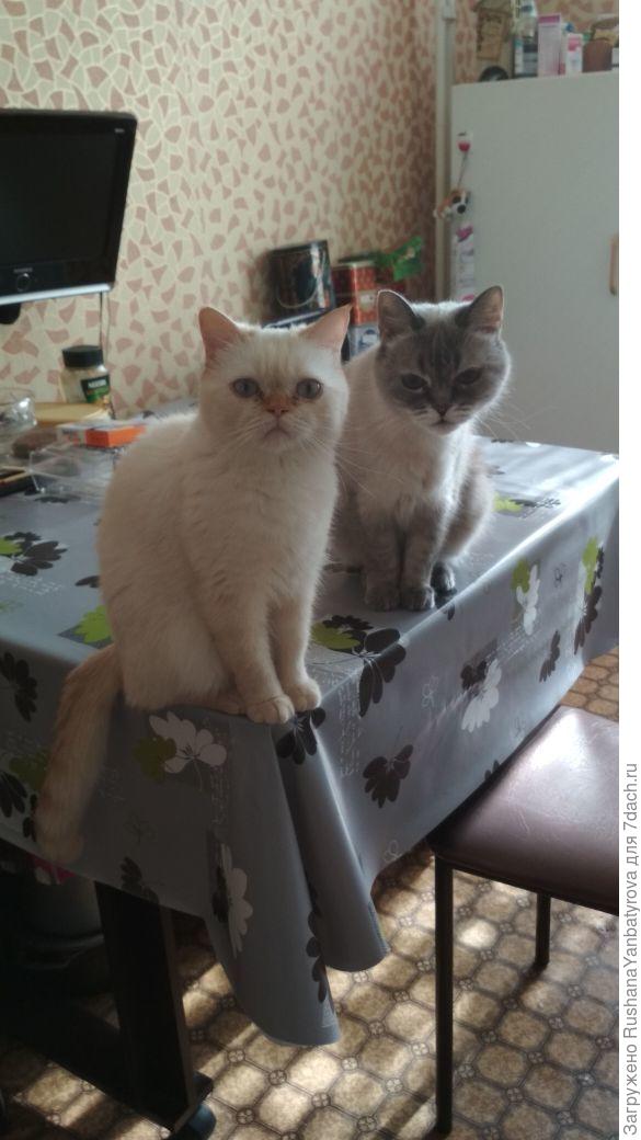 Марья и Тихон тоже поздравляют Витаса!