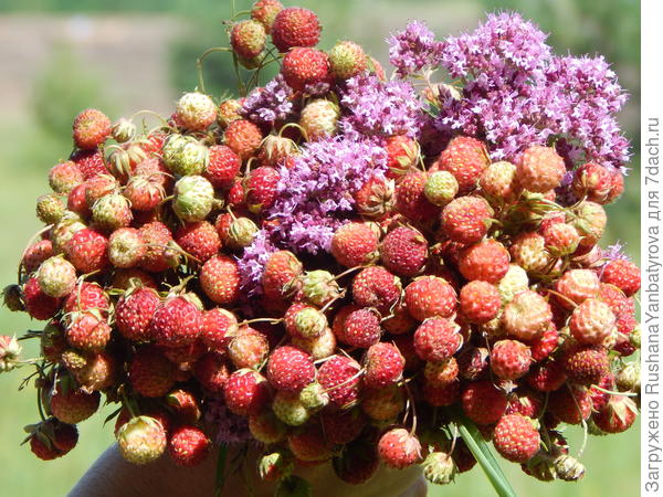 Душистые ягодки к чайному столу!