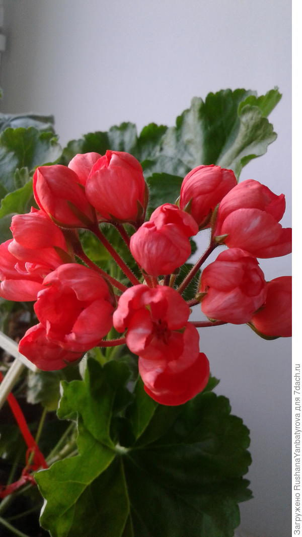 А это для настроения