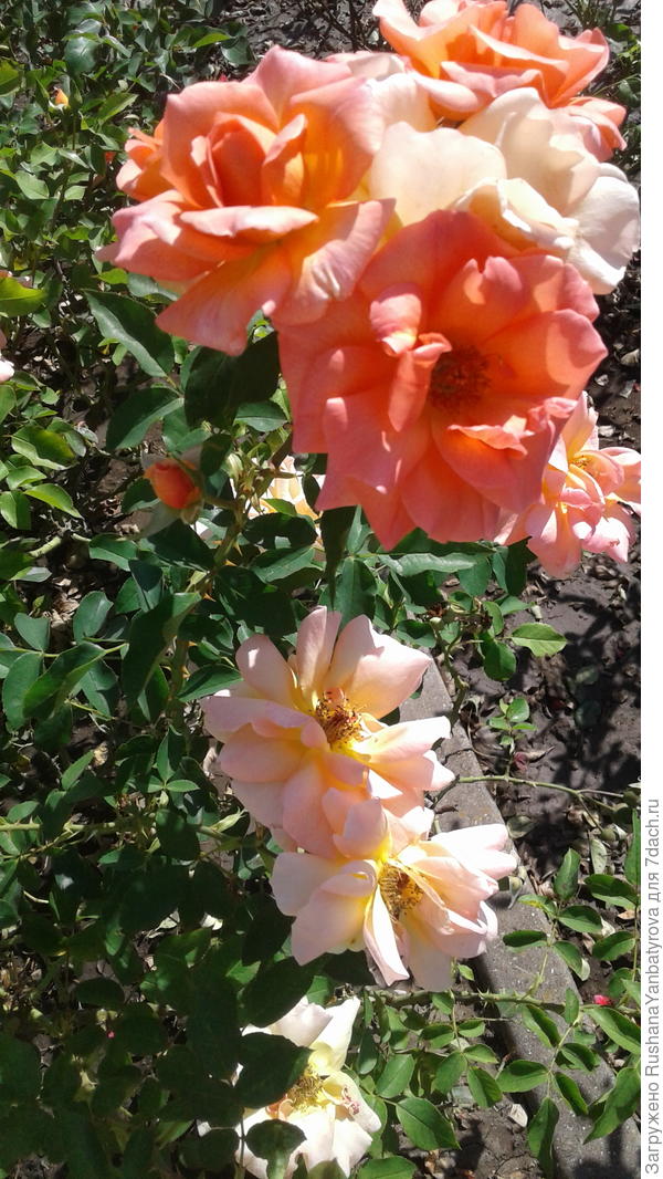 Прекрасные розы прекрасной Зиночке!