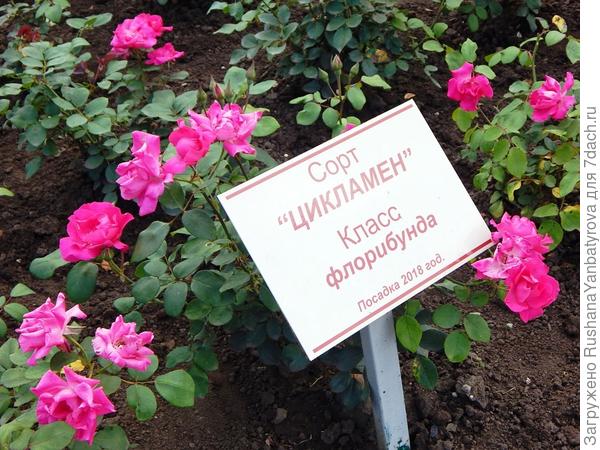 Один из сортов роз.