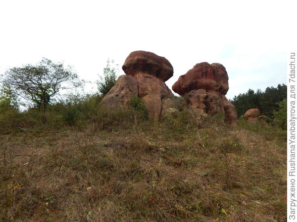 Красные грибы.