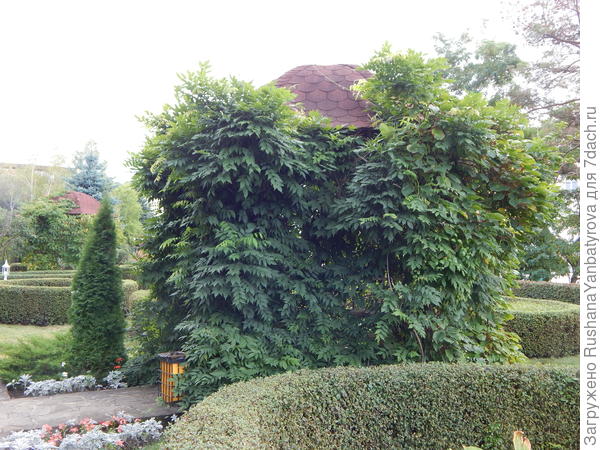 беседка с глицинией.