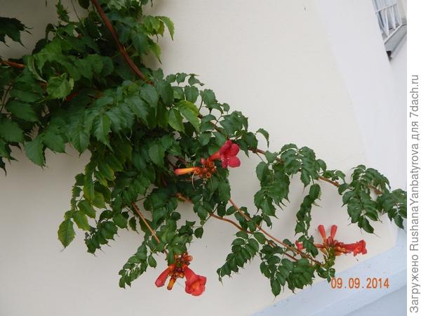 это на здании лечебного корпуса.