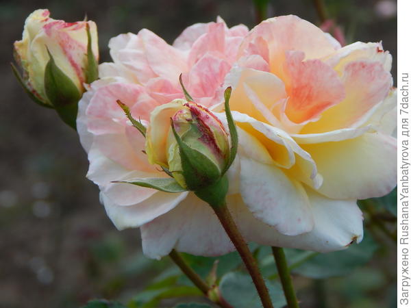 И пусть на ваших дачах растут самые красивые цветы и лучшие овощи!