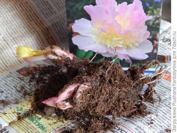 Он выглядел так.