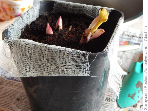 И вот так я его посадила.