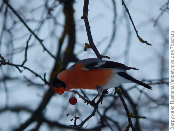 Любит яблочки снегирь!