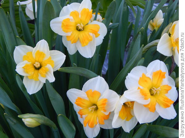 Нарциссы.